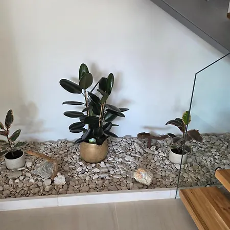 Tedi Villa *